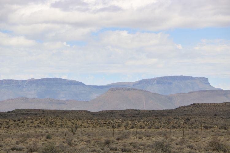 Putting a rifle to their heads is easier for some farmers than watching their livelihoods waste away and permanently closing their gates, Agri Central Karoo Manager Dean Gous says. This year alone, two farmers in the surrounding area have committed suicide due to financial worries as the drought affects their profits. “You get to a point where the bank can’t help you and you realise you have to live. This is besides the fact that your animals need to be fed… You can’t keep up,” he laments. “So instead of saying ‘I need to lock my gates’, it appears the option is easier to shoot yourself. You don’t need to explain yourself to anyone and then [your family can continue] farming with your insurance pay-out.” Farming organisations have resorted to information sessions to discuss the implications of the drought, which Gous says is more than just the physical condition of the land and animals. “Products don’t just miraculously end up on your supermarket shelves. There are people whose lives revolve around their farming business. It’s who they are, not just what they do. For some, no longer cultivating their fields or seeing to their livestock is simply too much to bear.” Local businesses are also suffering as the price of produce increases. “You have to cut costs during this time. People are reducing their stock numbers, sometimes even by a third. That may result in work opportunities in our area being lost.” And the repercussions will not be limited to local supplies, he warns. “Your meat prices will rise. It has already gone up from just over R50 to over R70, and even more. That is because there is nothing to market,” Gous says. “Our lambs stay small because they are not getting the nutrition they need. Water plays a role in what they eat, and if they’re not eating, they’re not growing.” The animals must be in a good condition to breed, or else they’re suffering, Gous stresses. Farmers are price-takers and don’t determine at what price their products are sold, he explains. “But as soon as your abattoirs are struggling to get sheep in, the higher the cost.” While farmers are benefiting from donations of fodder from their counterparts in the rest of the country, what the animals need is the plants on the land, “the natural stuff”. “Karoo lamb is a registered product, and the criteria includes that you must have five types of bushes on your farm for them to eat. You get a little more per kilogramme, but if those five bushes are not there, you can’t be registered.” Government intervention is crucial, but woefully unsufficient, Gous says. “National government assisted once with a few bags of maize and supplies. That was in November last year. The rest of the monetary [support] comes from the Western Cape government. “National government budgeted quite a big amount for assistance for farmers, but that vanished into the air somewhere. Other countries give their farmers far more support and subsidies. But that isn’t happening here.”